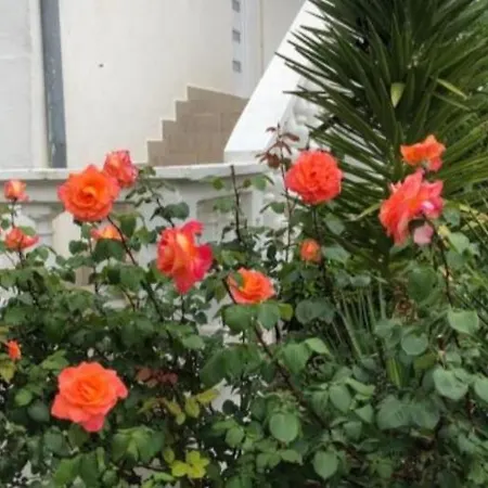 아파트 Apartment Raslina